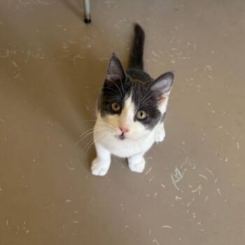 Franny -  Domestic Short Hair Cat for Adoption in Pittsford, Vermont - Franny | PetCurious