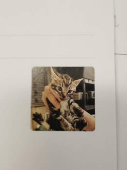 Domestic Short Hair Cats Available for Adoption in Republic, Missouri - Fuji | PetCurious