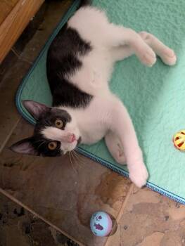 Bandit -  Domestic Short Hair Cat for Adoption in Broomfield, Colorado - Bandit | PetCurious