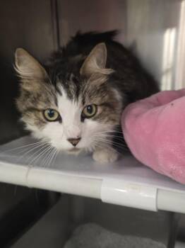 Domestic Medium Hair Cats Available for Adoption in Franklin Township, New Jersey - Crosby | PetCurious