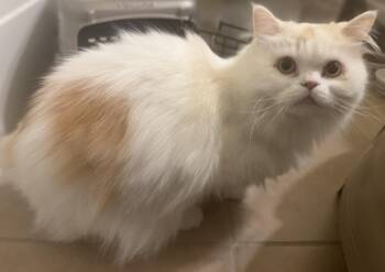 Rescue Munchkin Cats for Adoption in Navarre, Florida - Jack | PetCurious