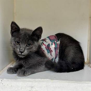 HERCULES -  Domestic Short Hair Cat for Adoption in Riverside, California - HERCULES | PetCurious