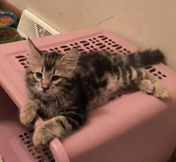 Abe -  Domestic Long Hair Cat for Adoption in Hinckley, Illinois - Abe | PetCurious