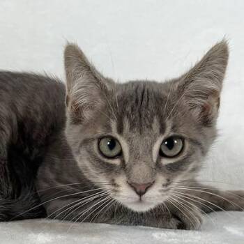 Apollo -  Domestic Short Hair Cat for Adoption in Johnson City, Tennessee - Apollo | PetCurious