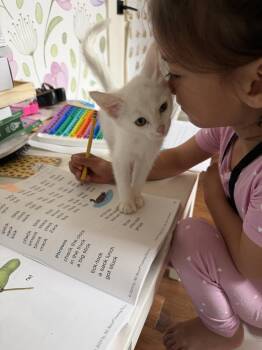 Casper -  Domestic Short Hair Cat for Adoption in Lafayette, Colorado - Casper | PetCurious