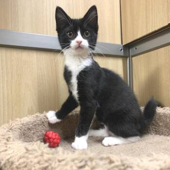 Meelah -  Domestic Short Hair Cat for Adoption in Hemet, California - Meelah | PetCurious