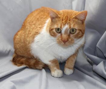 Domestic Short Hair Cats Available for Adoption - A120309 | PetCurious