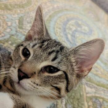 Rescue Domestic Short Hair Cats for Adoption in Honeoye, New York - Esther | PetCurious