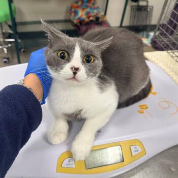 Rajah -  Domestic Short Hair Cat for Adoption in Las Cruces, New Mexico - Rajah | PetCurious