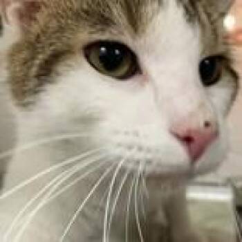 Buster -  Domestic Short Hair Cat for Adoption in Hilliard, Ohio - Buster | PetCurious
