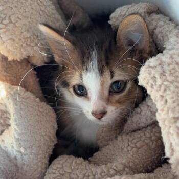 Persy -  Domestic Medium Hair Cat for Adoption in Rochester, Minnesota - Persy | PetCurious