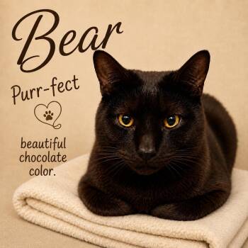 Bear (FCID 06/02/2026-117) Willow Grove -  Domestic Short Hair Cat for Adoption in Greenville, Delaware - Bear (FCID 06/02/2026-117) Willow Grove | PetCurious