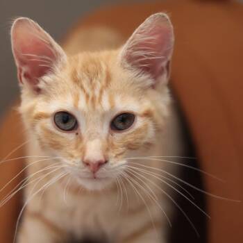Mr Fuzz *ringworm* -  Domestic Short Hair Cat for Adoption in Philadelphia, Pennsylvania - Mr Fuzz *ringworm* | PetCurious