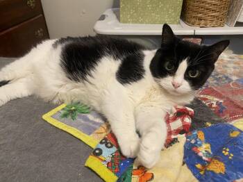 Emma -  Tuxedo Cat for Adoption in Creve Coeur, Missouri - Emma | PetCurious