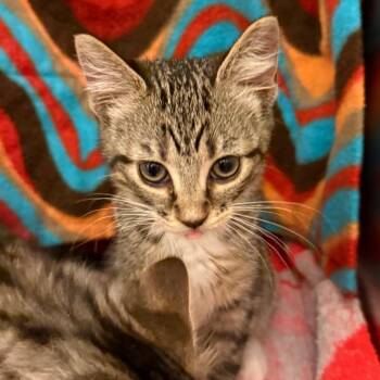 Cozy -  Domestic Short Hair Cat for Adoption in Council Bluffs, Iowa - Cozy | PetCurious