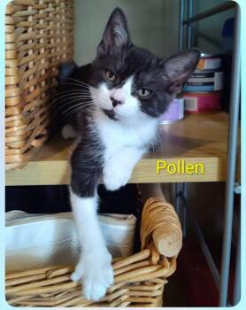 Pollen -  Domestic Short Hair Cat for Adoption in Sainte-martine, Quebec - Pollen | PetCurious