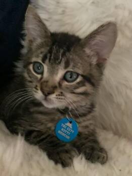 Mousetrap -  Tabby Cat for Adoption in Pasco, Washington - Mousetrap | PetCurious