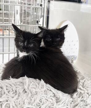 Domestic Short Hair Cats Available for Adoption in Hilton Head Island, South Carolina - Brantley | PetCurious