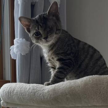 Darling Dashwood -  Domestic Short Hair Cat for Adoption in York, Pennsylvania - Darling Dashwood | PetCurious