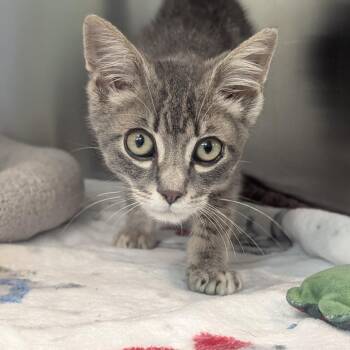 Puddin -  Domestic Short Hair Cat for Adoption in Fenton, Michigan - Puddin | PetCurious