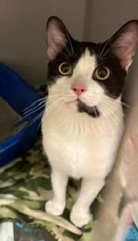 Splash -  Domestic Short Hair Cat for Adoption in Mason City, Iowa - Splash | PetCurious