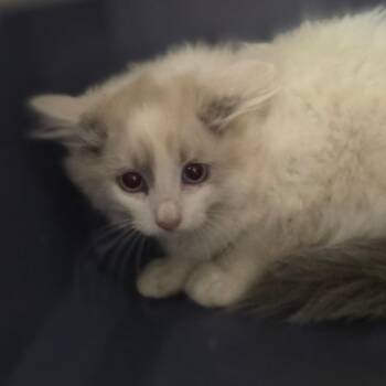 Opal -  Domestic Long Hair Cat for Adoption in Charleston, West Virginia - Opal | PetCurious