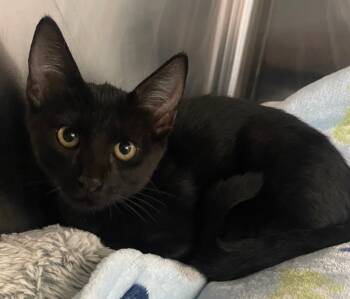 Rescue Domestic Short Hair Cats for Adoption in Neosho, Missouri - Morticia | PetCurious