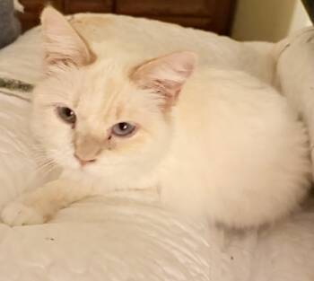Sabrina -  Siamese Cat for Adoption in Blaine, Minnesota - Sabrina | PetCurious