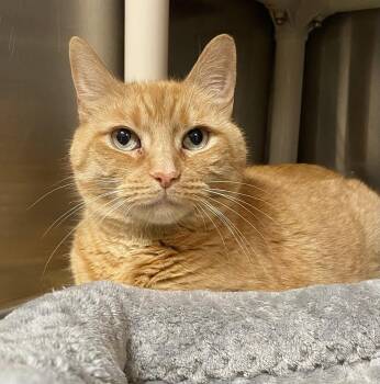 Sandy -  Domestic Short Hair and Tabby Cat for Adoption in Fargo, North Dakota - Sandy | PetCurious