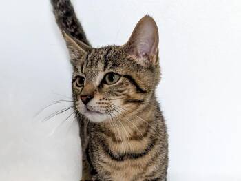 Glitzy -  Domestic Short Hair and Tabby Cat for Adoption in Powell, Ohio - Glitzy | PetCurious