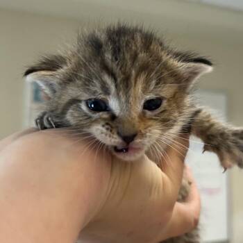 Lemon Meringue -  Domestic Short Hair Cat for Adoption in Chattanooga, Tennessee - Lemon Meringue | PetCurious
