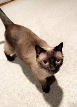 Antonio -  Siamese Cat for Adoption in Allen, Texas - Antonio | PetCurious
