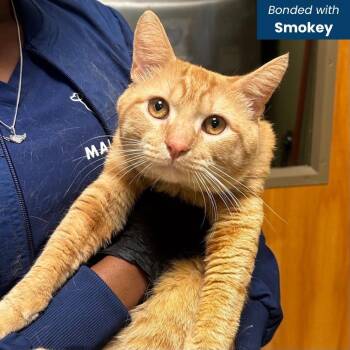Bandit -  Domestic Short Hair Cat for Adoption in Baltimore, Maryland - Bandit | PetCurious