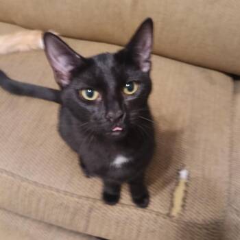 Rescue Domestic Short Hair Cats for Adoption in Antioch, California - Essie | PetCurious