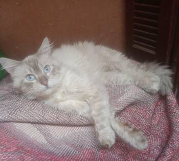 Rescue Ragdoll and Himalayan Cats for Adoption in Brampton, Ontario - Misho | PetCurious