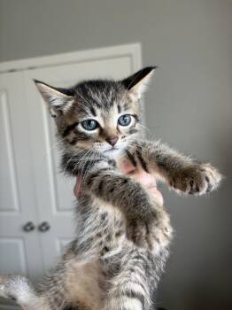 Rescue Domestic Short Hair and Tabby Cats for Adoption in Lemont, Illinois - Peppermint Patty | PetCurious