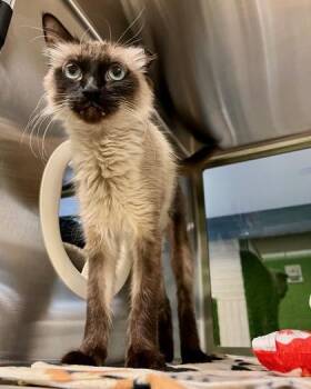 Leo -  Siamese and Domestic Short Hair Cat for Adoption in Fort Worth, Texas - Leo | PetCurious
