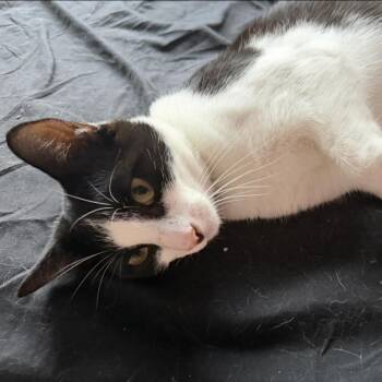 Spot -  Tuxedo Cat for Adoption in Villa Park, California - Spot | PetCurious