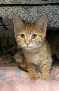 Apollo -  Domestic Short Hair Cat for Adoption in Sneads Ferry, North Carolina - Apollo | PetCurious
