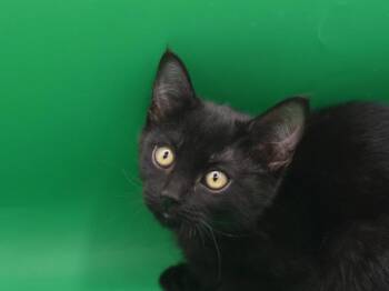 Panda -  Domestic Short Hair Cat Available for Adoption in Portland, Oregon - Panda | PetCurious