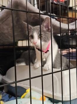 Matcha -  Domestic Short Hair Cat Available for Adoption in Dorr, Michigan - Matcha | PetCurious