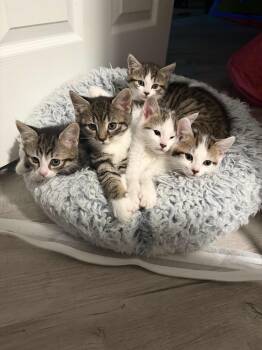 Manchas, Blanca, Cielo, Alba, Star (8 weeks) -  American Shorthair Cat for Adoption in Florham Park, New Jersey - Manchas, Blanca, Cielo, Alba, Star (8 Weeks) | PetCurious