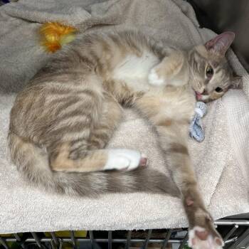 Julissa -  Domestic Short Hair Cat for Adoption in Chicago, Illinois - Julissa | PetCurious