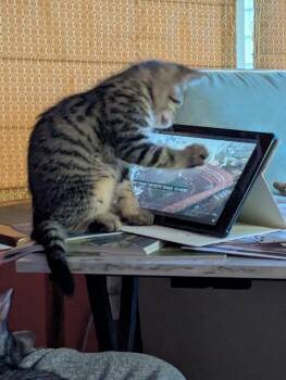 Jace (in foster) -  Domestic Short Hair Cat for Adoption in Muskegon, Michigan - Jace (in Foster) | PetCurious