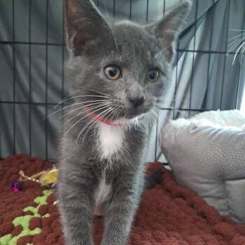 Ivy -  Domestic Short Hair Cat for Adoption in Concord, New Hampshire - Ivy | PetCurious