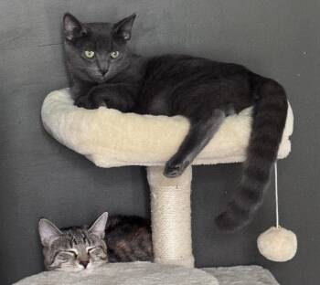 Ghost -  Domestic Medium Hair Cat for Adoption in Mayfield, New York - Ghost | PetCurious