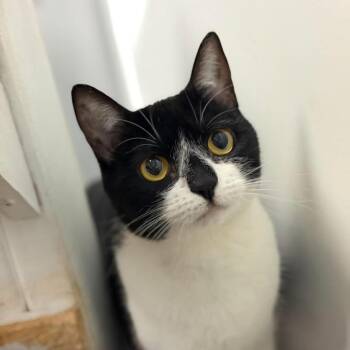 Domestic Short Hair Cats Available for Adoption in Brownsboro, Alabama - Bandit | PetCurious