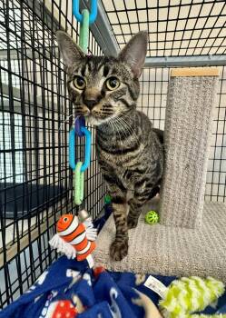 Ziggy -  Domestic Short Hair Cat for Adoption in Ripon, California - Ziggy | PetCurious