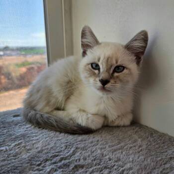 Jewel -  Siamese and Domestic Short Hair Cat for Adoption in Roosevelt, Utah - Jewel | PetCurious