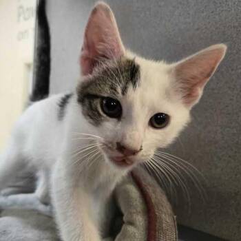 Yacko -  Domestic Short Hair Cat for Adoption in Flatwoods, Kentucky - Yacko | PetCurious